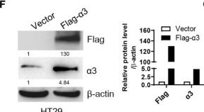 Fig.1.F showing Western Blotting from the publication: Elevated Sodium Pump α3 Subunit Expression Promotes Colorectal Liver Metastasis via the p53-PTEN/IGFBP3-AKT-mTOR Axis.