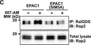 Fig.5.C showing Western Blotting from the publication: A SUMO-interacting motif in the guanine nucleotide exchange factor EPAC1 is required for subcellular targeting and function.