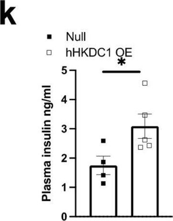 Fig.1.K showing Enzyme-linked immunosorbent assay from the publication: Liver-specific overexpression of HKDC1 increases hepatocyte size and proliferative capacity.