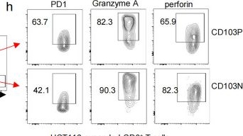 Fig.2.H showing Flow cytometry/Cell sorting in a Rattus norvegicus (Rat) sample from the publication: Increased CD103-CD8+ TILs with TPEX phenotype replenish anti-tumor T cell pool in mismatch repair-proficient CRC.