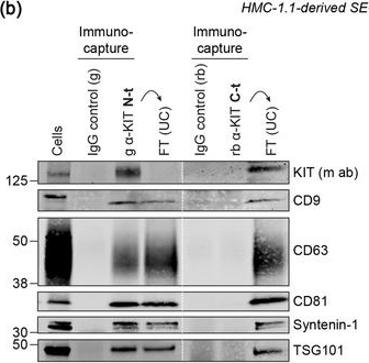 Fig.2.B showing Western Blotting in a Homo sapiens (Human) sample from the publication: Selective immunocapture reveals neoplastic human mast cells secrete distinct microvesicle- and exosome-like populations of KIT-containing extracellular vesicles.