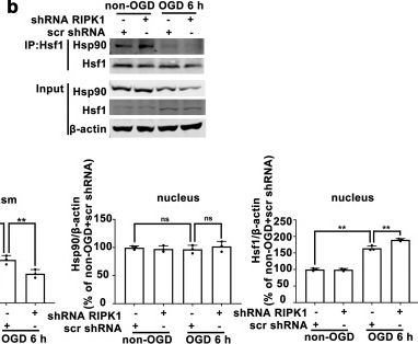 Fig.9.B showing Western Blotting from the publication: RIPK1 inhibition contributes to lysosomal membrane stabilization in ischemic astrocytes via a lysosomal Hsp70.1B-dependent mechanism.