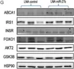 Fig.4.G showing Western Blotting from the publication: miR-27b Modulates Insulin Signaling in Hepatocytes by Regulating Insulin Receptor Expression.