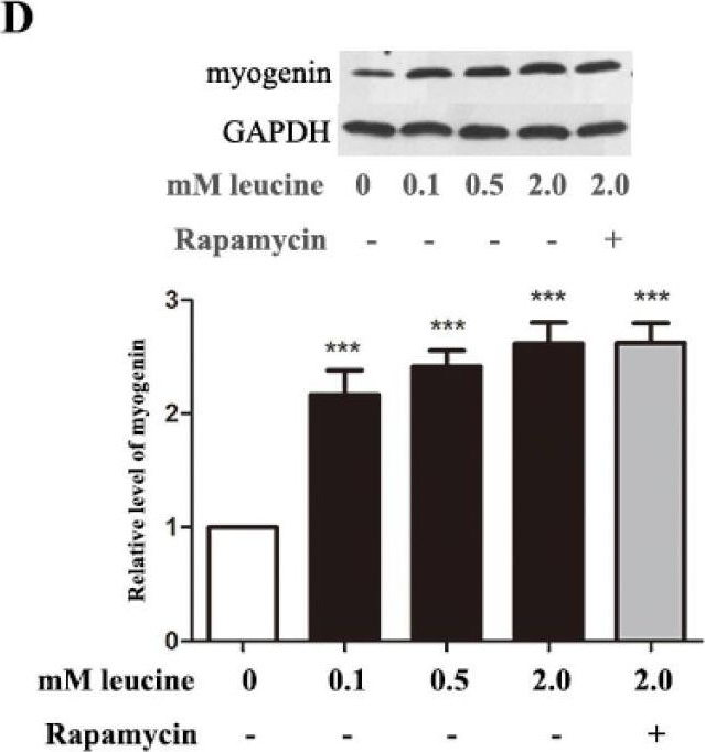 Fig.5.D showing Western Blotting in a Rattus norvegicus (Rat) sample from the publication: Leucine Promotes Proliferation and Differentiation of Primary Preterm Rat Satellite Cells in Part through mTORC1 Signaling Pathway.