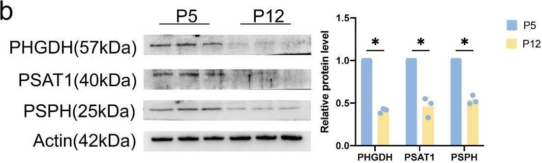 Fig.2.B showing Western Blotting in a Homo sapiens (Human) sample from the publication: Serine Metabolism Regulates the Replicative Senescence of Human Dental Pulp Cells through Histone Methylation.