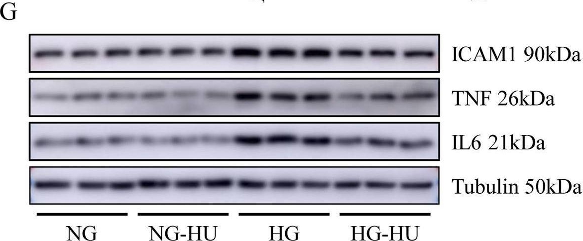 Fig.5.G showing Western Blotting in a Mus musculus (House mouse) sample from the publication: Hydroxyurea mitigates diabetic kidney disease through mTOR-S6K signaling pathway in STZ-induced diabetic mice.