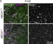 R‪‪❤︎‬様 AQP4 (D1F8E) Rabbit Monoclonal Antibody | Cell Signaling Technology