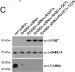 Fig.8.C showing Western Blotting in a Homo sapiens (Human) sample from the publication: The G2019S variant of leucine-rich repeat kinase 2 (LRRK2) alters endolysosomal trafficking by impairing the function of the GTPase RAB8A.