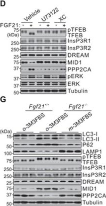Fig.6.D,G showing Western Blotting in a Mus musculus (House mouse) sample from the publication: Fasting-induced hormonal regulation of lysosomal function.