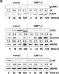 Fig.2.B showing Western Blotting in a Homo sapiens (Human) sample from the publication: Epigenetic silencing of XAF1 in high-grade gliomas is associated with IDH1 status and improved clinical outcome.