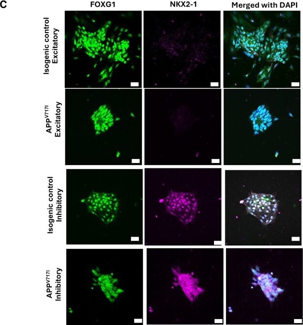 Fig.3.C showing Immunocytochemistry-immunofluorescence in a Homo sapiens (Human) sample from the publication: Methodology for human-induced pluripotent stem cell-derived excitatory and inhibitory neuron coculture with astrocytes for Alzheimer's disease modelling.