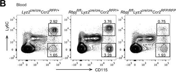 Fig.5.B showing Flow cytometry/Cell sorting in a Mus musculus (House mouse) sample from the publication: RBP-J regulates homeostasis and function of circulating Ly6Clo monocytes.
