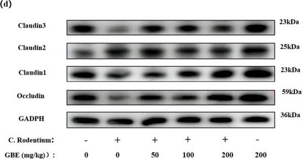 Fig.5.D showing Western Blotting from the publication: Ginkgo biloba Extract Preventively Intervenes in Citrobacter Rodentium-Induced Colitis in Mice.