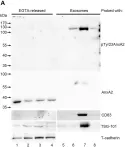 Fig.5.A showing Western Blotting in a Rattus norvegicus (Rat) sample from the publication: Reactive oxygen species exert opposite effects on Tyr23 phosphorylation of the nuclear and cortical pools of annexin A2.