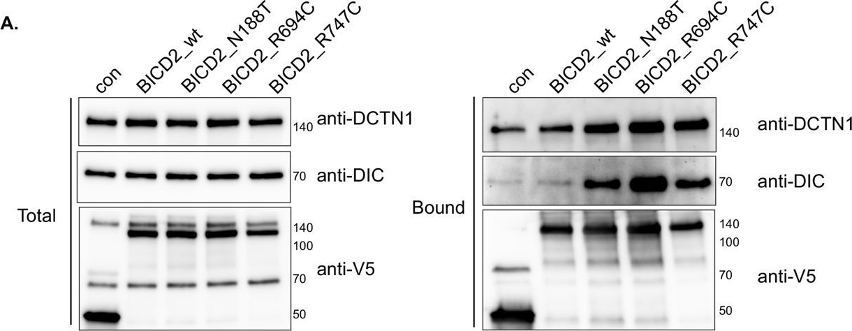 Fig.4.A showing Western Blotting from the publication: Dominant spinal muscular atrophy linked mutations in the cargo binding domain of BICD2 result in altered interactomes and dynein hyperactivity.