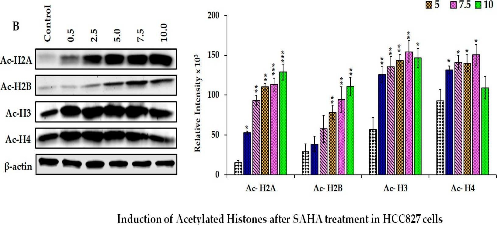 Fig.5.B showing Western Blotting in a Homo sapiens (Human) sample from the publication: Regulation of PD-L1 Expression by SAHA-Mediated Histone Deacetylase Inhibition in Lung Cancer Cells.