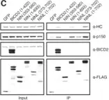 Fig.4.C showing Western Blotting in a Homo sapiens (Human) sample from the publication: The human cytoplasmic dynein interactome reveals novel activators of motility.