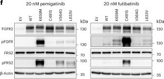 Fig.3.F showing Western Blotting in a Homo sapiens (Human) sample from the publication: Saturation mutagenesis identifies activating and resistance-inducing FGFR kinase domain mutations.