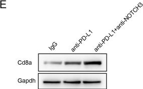 Fig.7.E showing Western Blotting from the publication: NOTCH3 attenuates cytotoxicity via RBPJ-dependent PVR upregulation to influence immunotherapy outcomes in colorectal cancer.