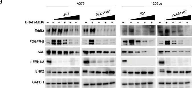 Fig.1.D showing Western Blotting from the publication: Targeting BRD/BET proteins inhibits adaptive kinome upregulation and enhances the effects of BRAF/MEK inhibitors in melanoma.