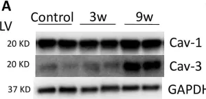 Fig.3.A showing Western Blotting from the publication: Modulation of caveolins, integrins and plasma membrane repair proteins in anthracycline-induced heart failure in rabbits.