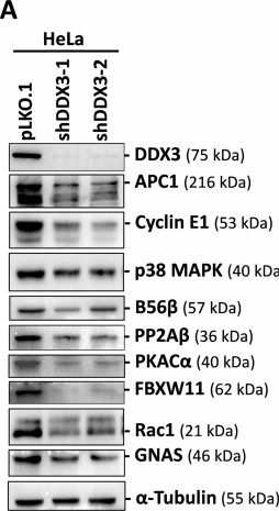Fig.6.A showing Western Blotting in a Drosophila melanogaster (Fruit fly) sample from the publication: DDX3 is critical for female fertility via translational control in oogenesis.