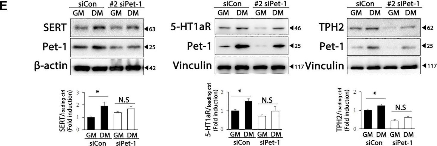 Fig.3.E showing Western Blotting in a Mus musculus (House mouse) sample from the publication: Differentiated HT22 cells as a novel model for in vitro screening of serotonin reuptake inhibitors.