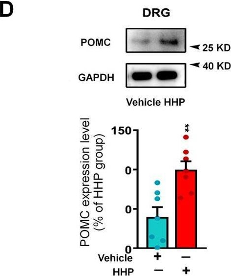 Fig.3.D showing Western Blotting in a Mus musculus (House mouse) sample from the publication: HC-HA/PTX3 from Human Amniotic Membrane Induced Differential Gene Expressions in DRG Neurons: Insights into the Modulation of Pain.