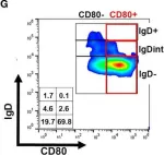 Fig.5.G showing Flow cytometry/Cell sorting from the publication: Central Nervous System Inflammatory Aggregates in the Theiler's Virus Model of Progressive Multiple Sclerosis.