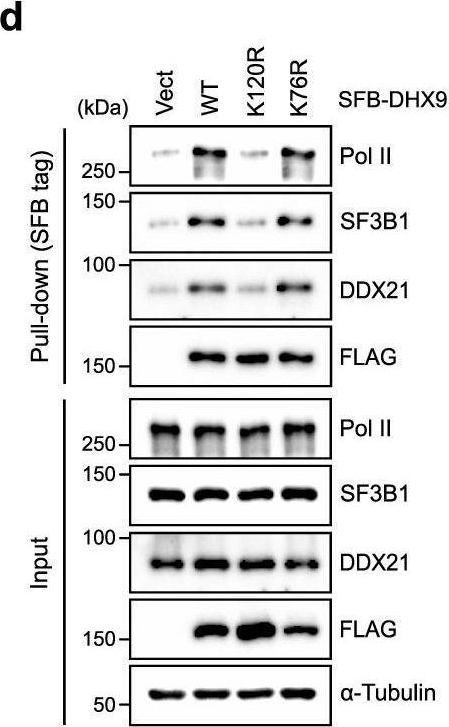 Fig.6.D showing Western Blotting from the publication: DHX9 SUMOylation is required for the suppression of R-loop-associated genome instability.