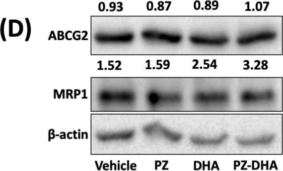 Fig.4.D showing Western Blotting in a Homo sapiens (Human) sample from the publication: Phloridzin Docosahexaenoate Inhibits Spheroid Formation by Breast Cancer Stem Cells and Exhibits Cytotoxic Effects against Paclitaxel-Resistant Triple Negative Breast Cancer Cells.