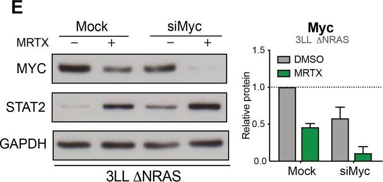 Fig.2.E showing Western Blotting in a Mus musculus (House mouse) sample from the publication: Therapeutic KRASG12C inhibition drives effective interferon-mediated antitumor immunity in immunogenic lung cancers.
