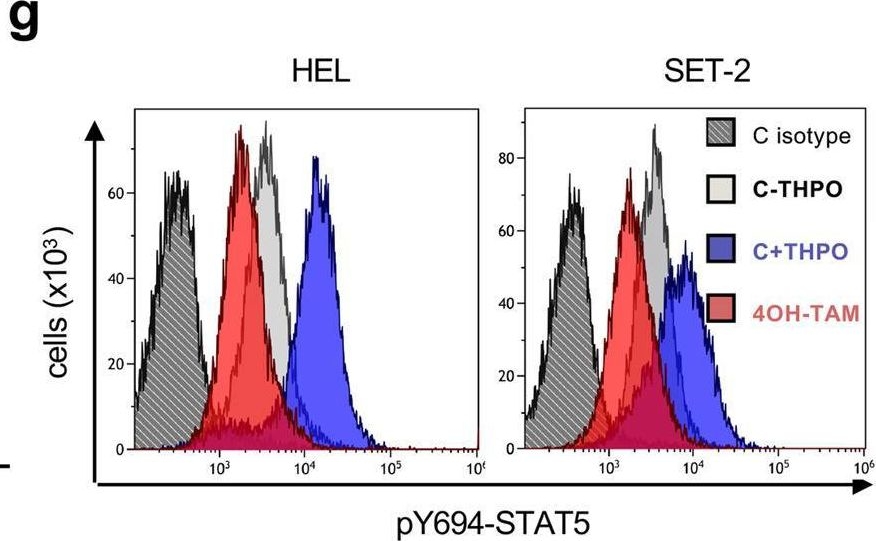Fig.7.G showing Flow cytometry/Cell sorting in a Homo sapiens (Human) sample from the publication: Tamoxifen for the treatment of myeloproliferative neoplasms: A Phase II clinical trial and exploratory analysis.