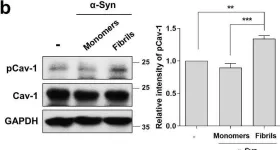 Fig.3.B showing Western Blotting from the publication: Age-related increase in caveolin-1 expression facilitates cell-to-cell transmission of α-synuclein in neurons.