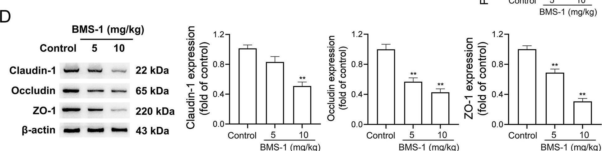 Fig.2.D showing Western Blotting in a Mus musculus (House mouse) sample from the publication: Prevotellaceae produces butyrate to alleviate PD-1/PD-L1 inhibitor-related cardiotoxicity via PPARα-CYP4X1 axis in colonic macrophages.