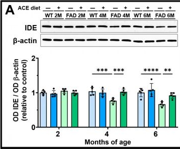 Fig.3.A showing Western Blotting from the publication: An Acebuche Oil-Enriched Diet Prevents Early-Stage Cerebrovascular Alterations in the 5xFAD Mouse Model of Alzheimer's Disease.