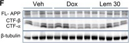 Fig.1.F showing Western Blotting in a Mus musculus (House mouse) sample from the publication: Dual orexin receptor antagonism with lemborexant enhances microglial clearance of β-amyloid in mice.