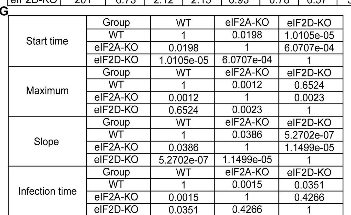 Fig.13.G from the publication: The enterovirus genome can be translated in an IRES-independent manner that requires the initiation factors eIF2A/eIF2D.