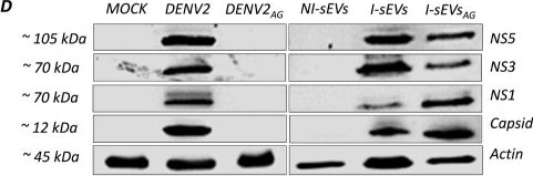 Fig.4.D showing Western Blotting from the publication: Small extracellular vesicles from DENV2-infected C6/36 cells show viral infection in vitro and in vivo.