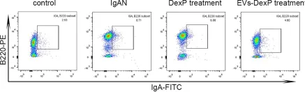 Fig.5.A showing Flow cytometry/Cell sorting in a Mus musculus (House mouse) sample from the publication: Orange-derived and dexamethasone-encapsulated extracellular vesicles reduced proteinuria and alleviated pathological lesions in IgA nephropathy by targeting intestinal lymphocytes.