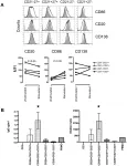 Fig.2.A showing Flow cytometry/Cell sorting from the publication: Double-positive CD21+CD27+ B cells are highly proliferating memory cells and their distribution differs in mucosal and peripheral tissues.