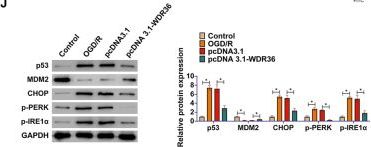 ににページ MDM2 (D1V2Z) Rabbit Monoclonal Antibody | Cell Signaling Technology