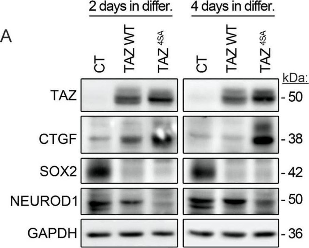Fig.4.A showing Western Blotting from the publication: TAZ Represses the Neuronal Commitment of Neural Stem Cells.