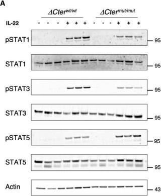 Fig.1.A showing Western Blotting in a Mus musculus (House mouse) sample from the publication: IL-22Rα1 restrains pancreatic injury independently of its C-terminal STAT3-amplifying domain.