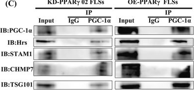Fig.2.C showing Western Blotting from the publication: PPARγ controls ESCRT-dependent fibroblast-like synoviocyte exosome biogenesis and alleviates chondrocyte osteoarthritis mediated by exosomal ANXA1.
