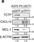 Fig.4.E showing Western Blotting from the publication: Targeting TCTP sensitizes tumor to T cell-mediated therapy by reversing immune-refractory phenotypes.