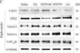 Fig.4.C showing Western Blotting from the publication: Anti-central fatigue effects of myelophil in 5-HTergic hyperactivity mice model.