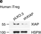 Fig.1.E showing Western Blotting in a Homo sapiens (Human) sample from the publication: IL-6 receptor blockade corrects defects of XIAP-deficient regulatory T cells.