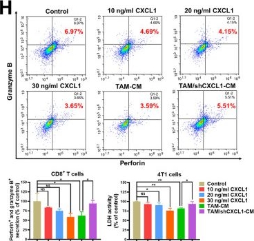 Fig.3.H showing Flow cytometry/Cell sorting in a Mus musculus (House mouse) sample from the publication: Aiduqing formula inhibits breast cancer metastasis by suppressing TAM/CXCL1-induced Treg differentiation and infiltration.