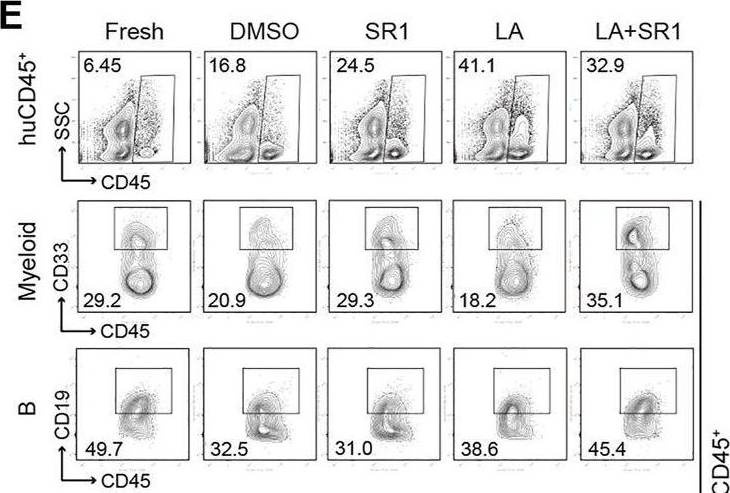 Fig.4.E showing Flow cytometry/Cell sorting in a Homo sapiens (Human) sample from the publication: Levistilide A Promotes Expansion of Human Umbilical Cord Blood Hematopoietic Stem Cells by Enhancing Antioxidant Activity.